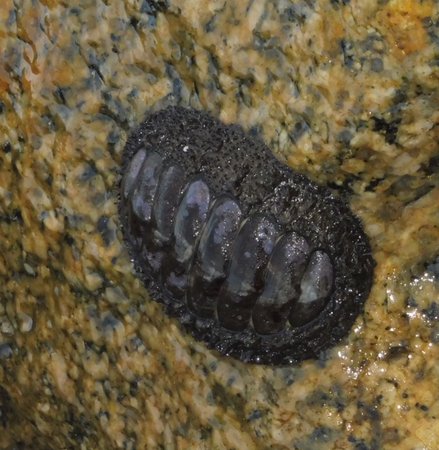 chiton.JPG