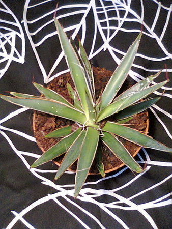 Agawa nitkowata - agave filifera filifera.jpg