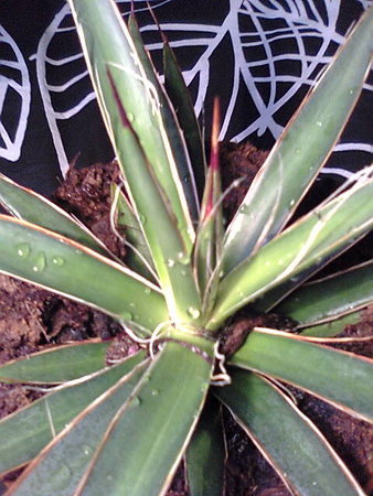 Agawa nitkowata - agave filifera filiferas-wnętrze.jpg