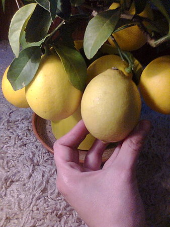 Drzewko cytryny (owoc z ręce ze sklepu dla porównania).jpg