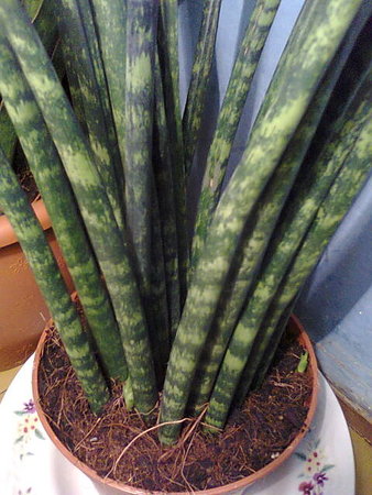 Sansevieria bacularis 'Fernwood Mikado'.jpg