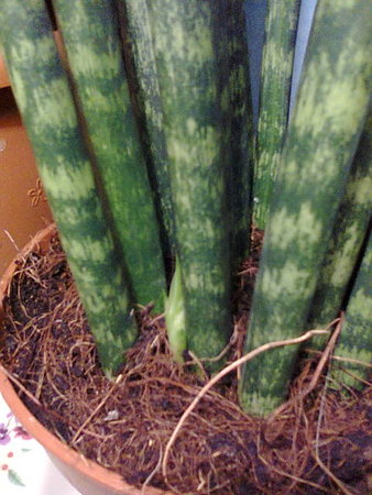 Sansevieria bacularis 'Fernwood Mikado' nowe przyrosty.jpg