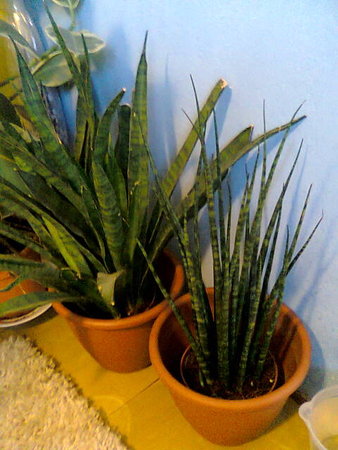 Sansevieria bacularis Fernwood Mikado i Sansevieria kirkii Friends.jpg