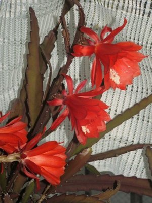 epiphyllum.jpg