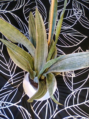 Sansevieria metallica Silver Siam.jpg