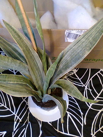 Sansevieria metallica Silver Siam dostarczona cała i zdrowa.jpg