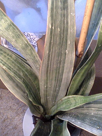 Sansevieria metallica Silver Siam dotarła.jpg