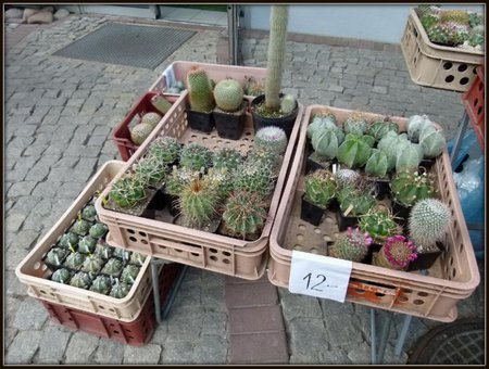 Kaktusy do sprzedania.jpg.jpg