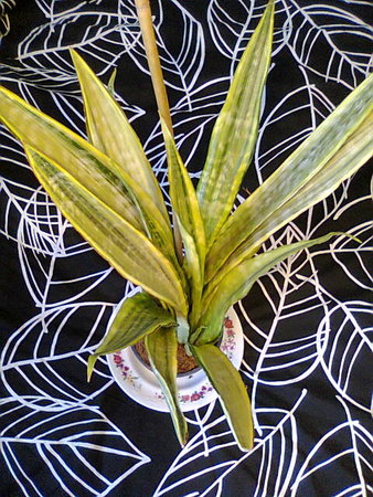 Sansevieria guinensis Variegata.jpg