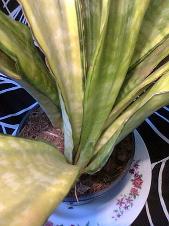 Sansevieria guinensis Variegata nowy liść się wyłania.jpg