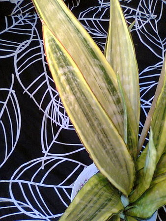 Sansevieria guinensis Variegata zbliżenie na liście.jpg