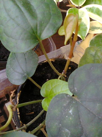 Pieprz czarny (Piper nigrum)  nowe liście rosną.jpg