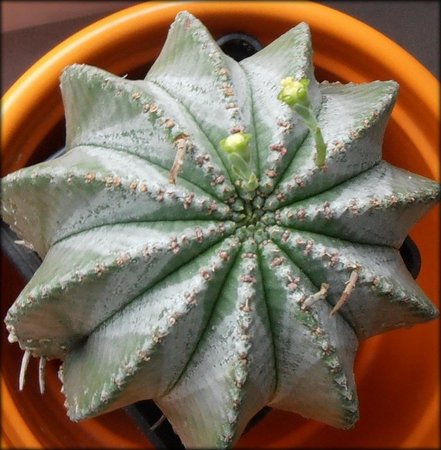Euphorbia horrida inermis.jpg