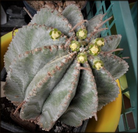 Euphorbia horrida inermis...JPG