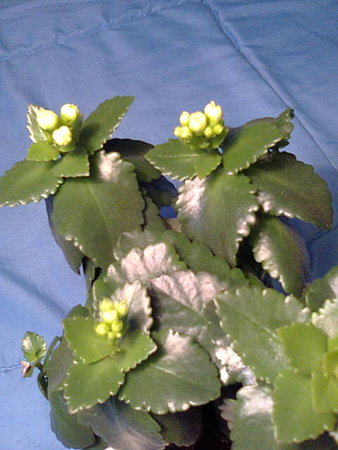 Kalanchoe Blossfelda Kalanchoe blossfeldiana pąki kwiatowe.jpg