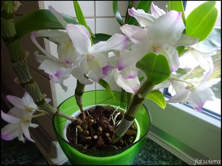 Dendrobium nobile.jpg