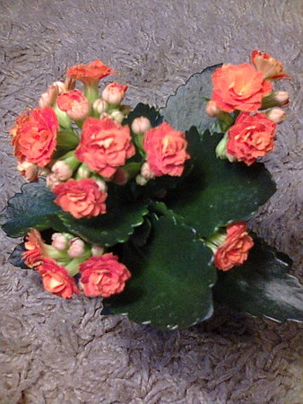 Kalanchoe pomarańczowe.jpg