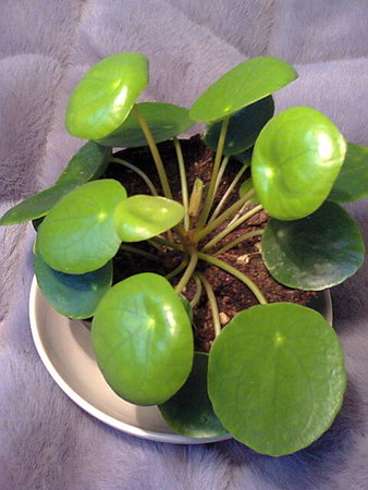 Pilea peperomioides - pieniążek.jpg