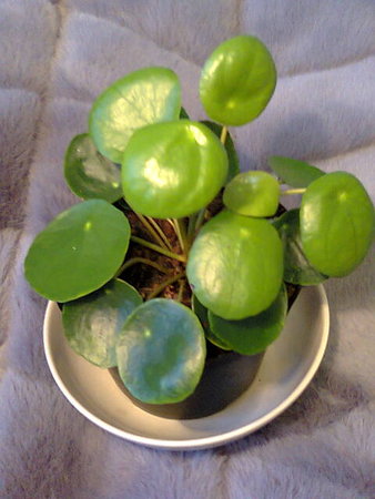 Pilea peperomioides - pieniążek....jpg