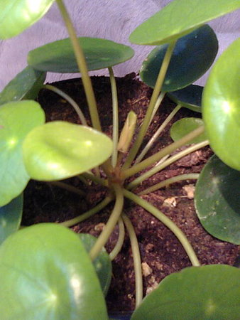 Pilea peperomioides - pieniążek nowy liść rośnie.jpg