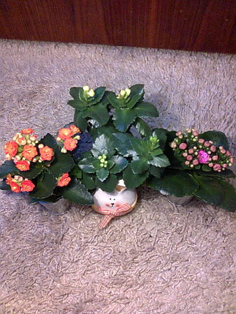 Kalanchoe mix.jpg