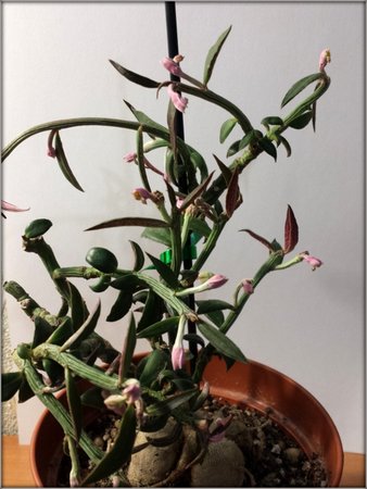 Monadenium rebellum...jpg