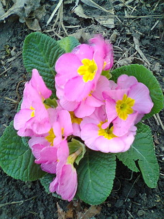 Primula 3.jpg