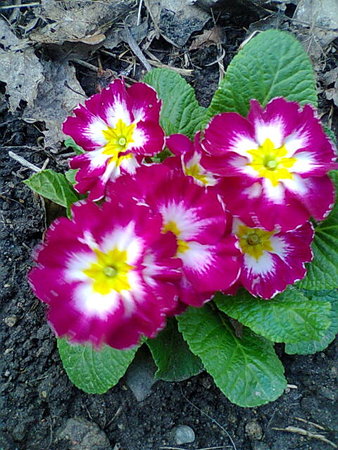 Primula 4.jpg