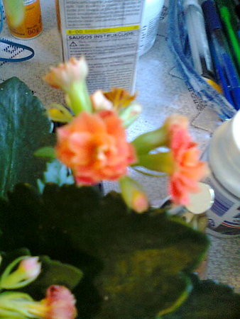 Kalanchoe,,,.jpg