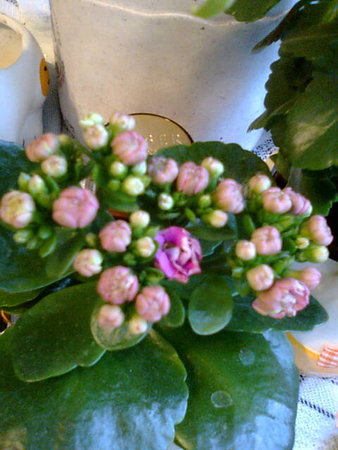 Kalanchoe,,.jpg