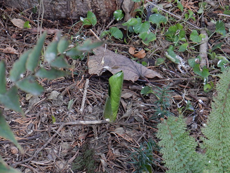 Arum maculatum bezplamkowe.jpg