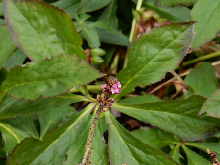 Daphne mezereum.jpg