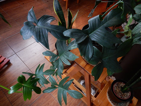 Philodendron pedatum.jpg