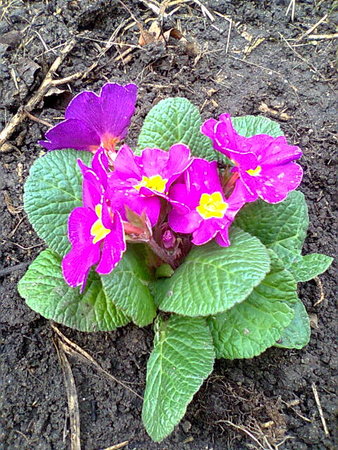 Primula 5.jpg