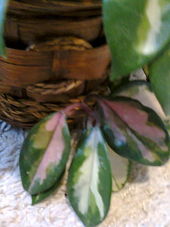 Hoya Carnosa Tricolor liście.jpg