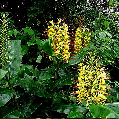 Wianecznik Gardnera, Hedychium Gardnerianium.JPG