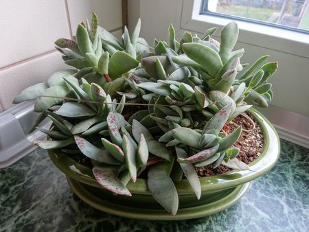 Crassula falcata.jpg