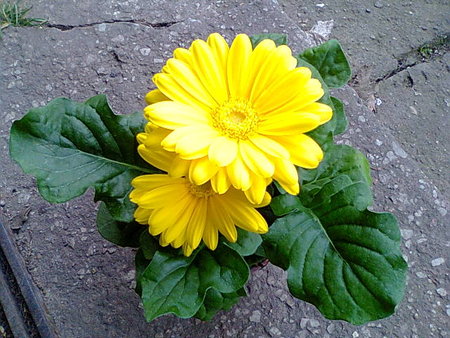 Gerbera - Gerber doniczkowy 2.jpg