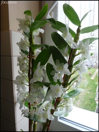 Dendrobium nobile.jpg