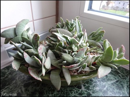 Crassula falcata.jpg