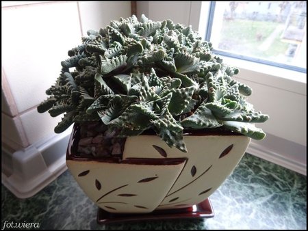 Faucaria tuberculosa.jpg