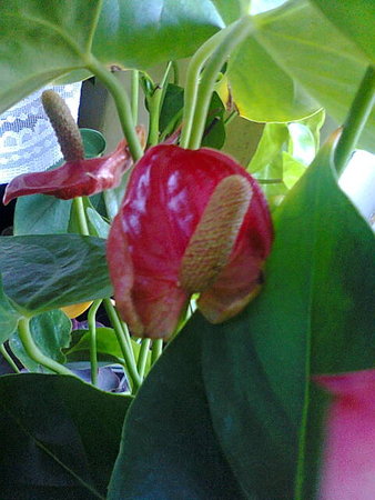 kwiat anturium 2.jpg