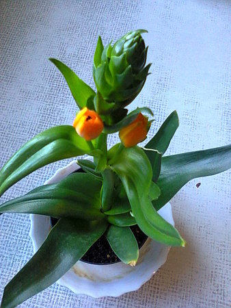 Ornithogalum dubium czyli śniedek wątpliwy.jpg