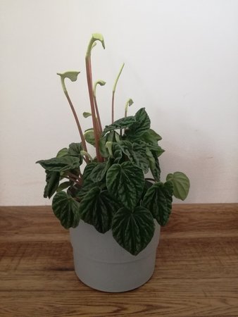 peperomia.jpg