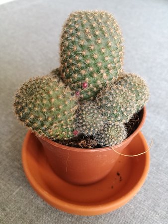 Rebutia perplexa.jpg