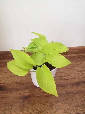 golden pothos.jpg