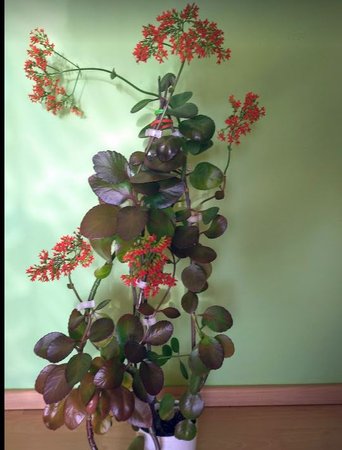 ogród 20 kalanchoe..JPG