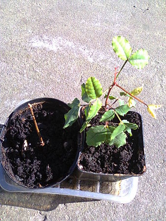 Ginkgo biloba (miłorząb dwuklapowy) i Szarańczyn strąkowy, drzewo karobowe, karob, ceratonia (Ceratonia siliqua L.).jpg