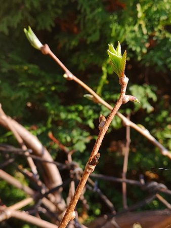 Trifoliata 009.jpg