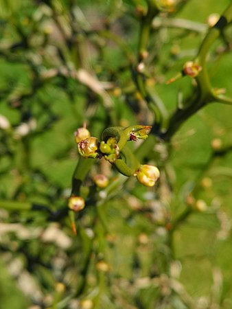 Trifoliata pączki kwiatowe 006.jpg